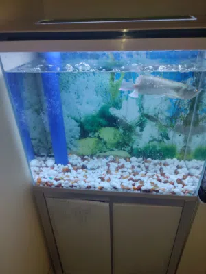 arwona fish with tank