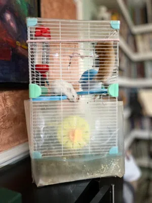 2 هامستر+قفص للبيع