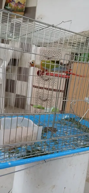 ‏ببغاء‏3