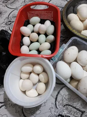 بيض بط وبيض دجاج وبيض بش خضيري وعراقي سعر بيضه بطه 750مكان حي نتصار بصره