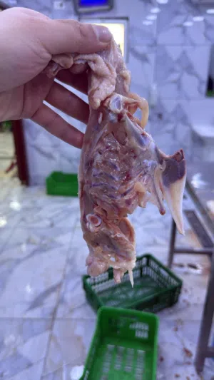 هياكل دجاج للكلاب