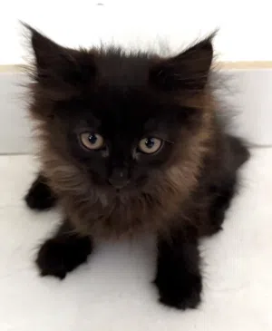 4 Super Cute Kittens ready for adoption