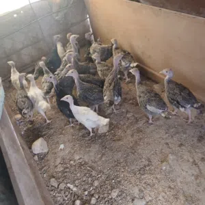 صيصان حبش بلدي مادبا 15حبه
