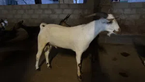 تيس صلالي محلي عمر سنه
