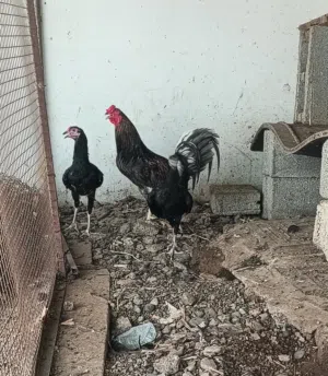 دجاج بكستاني و فرنسي هجين للبيع