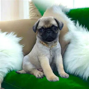 ولد pug اخر شقاوه حجم صغير مبيكبرش عندو 45 يوم