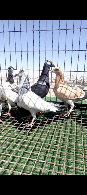 فراخ الصلاه على النبي جهزات للكرش للبيع  أفلح من صلا على النبي سعر طري في ثلاث حبات ضرب
