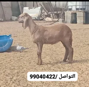 حملة سودانية اصل درماني