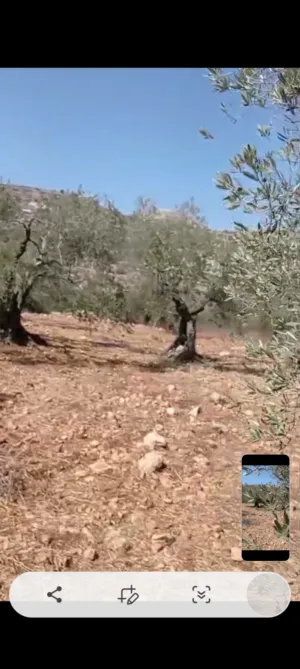 Residential Land for Sale in Ramallah and Al-Bireh Mazri' Al-Nubani