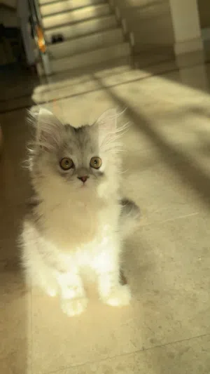 قطه شيرازيه للبيع