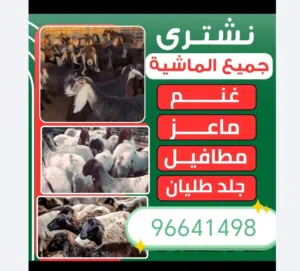 نشتري غنم وماعز مراح والعدد مفتوح
