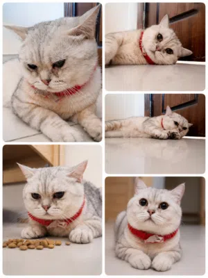 Cute Scottish Cat ! Vaccinated and free Cage! Passport Also. Male Cat white cute