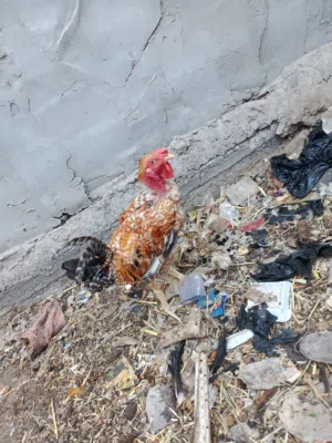 ديج ابو رقبه عمر 6 اشهر يلقح