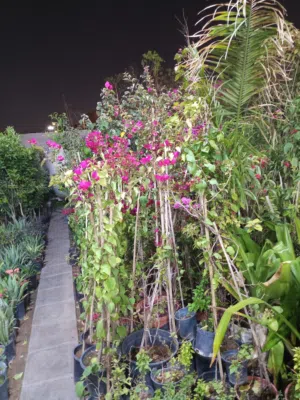 Gardening & Cleaning Services in Saudi Arabia