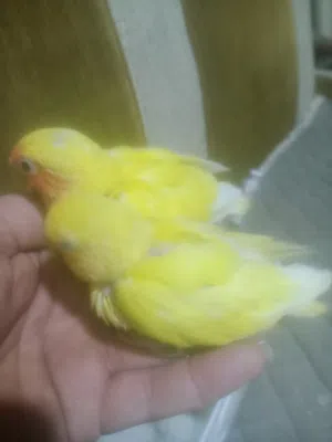 افراح غنادير  زق