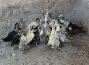 بط العمر 10 ايام او أكثر بسم الله ماشاء الله