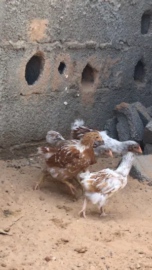 السلام عليكم ورحمة الله موجود زوز عتوقات وزوز فراريج ون دوت بركاني ربي يبارك للبيع مع بعض العمر