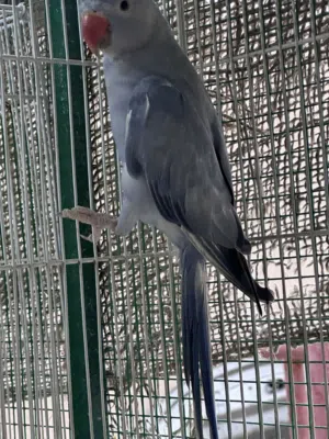 دره فايلوت بايد