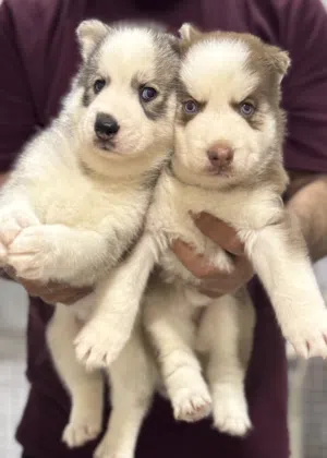 Husky puppies يراوه هاسكي