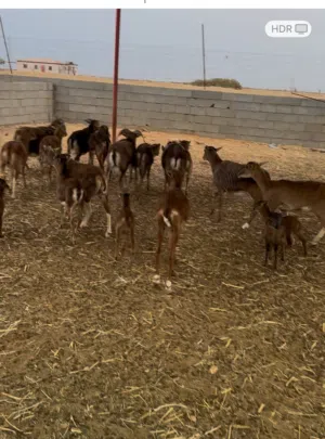 غنم هجين وعل الموفلن
