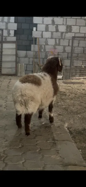 ‏غنم‏2