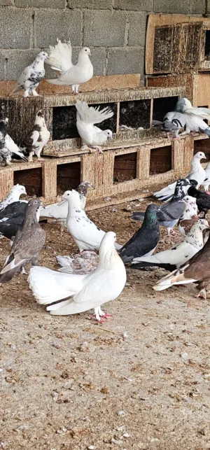 للبيع حمام مختلف انواع كامل تقربيا عدد بين 60 الى 65 ملاحظه اريد ابيه كامل حمام