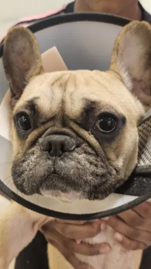 Dog for adoption, French bulldog