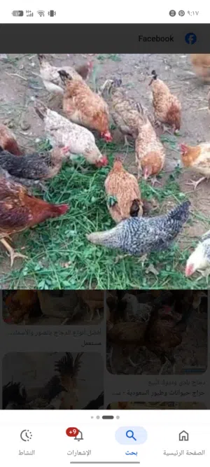 جاج بلدي بياض