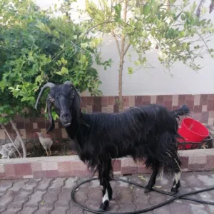 طارق بن زياد