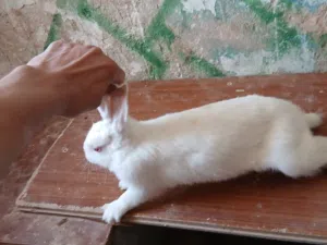 ارانب مالطي