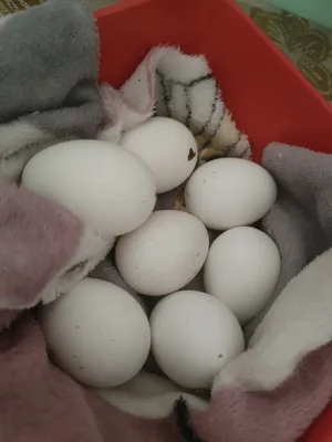 بيض عرب ملقح