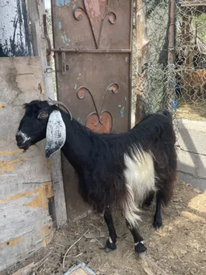 عنز عارضيه للبيع