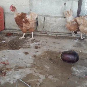جاج احمر براون