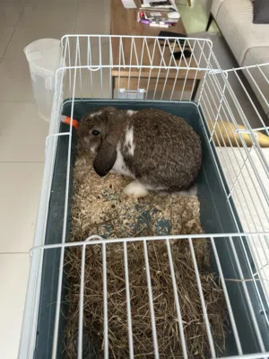 Alpha Male Holland Lop ( Ready for Mating )