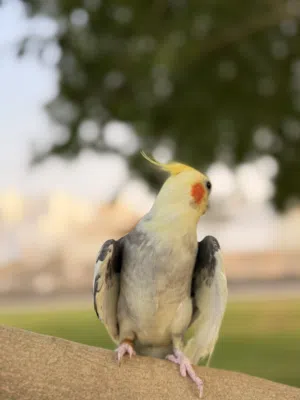كوكتيل أليف