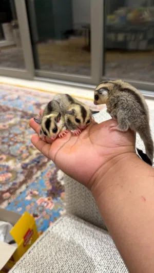 sugar glider شوقر غلايدر