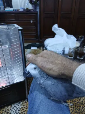 كاسكو للبيع