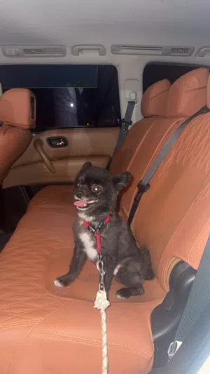 جلب Pomernian dog for sale, Mix Male