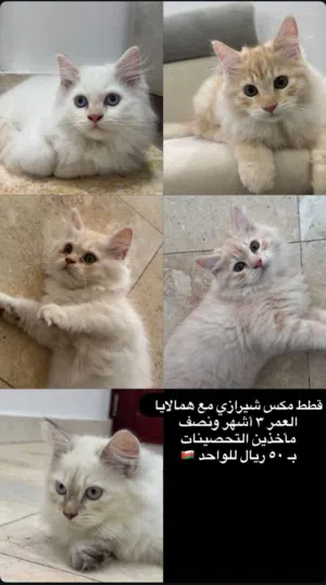 قطط مكس شيرازي هملايا