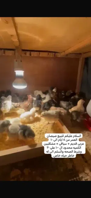 للبيع صيصان مشكلين