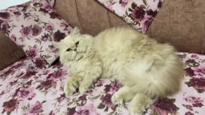 للتبني شيرازي