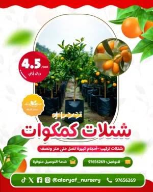 عرض على شتلات و أشجار البرتقال و الليمون من مشتل الأرياف  شتلات مطعمة - تركيب ليمون بن زهير برتقال