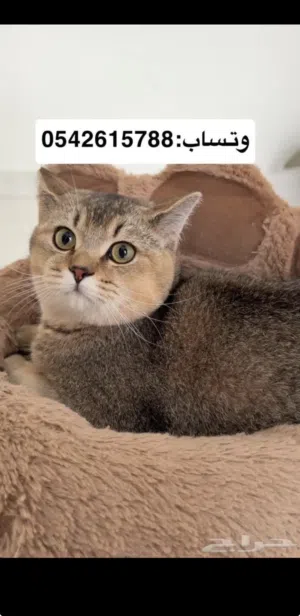 قطط سكوتش فولد و ستريت ذكور العمر7 شهور عندهم جواز نظاف و مؤدبين و لعوبين