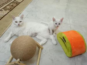 Rate reduced- Cute cats- 3 kids with mother