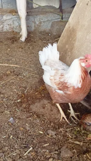 دجاجه عربيه للبيع كلش حلوه سعرهه 25 وبيهه مجال قليل