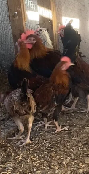 ديوجة عدد 12 شمسي وأبو ركيبه