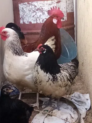 دجاجة ساسكس امريكي حجم جامبو ودجاجة لكن فلر وديك ابن فور ويك