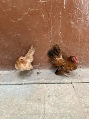 Chicken pair 5 months old