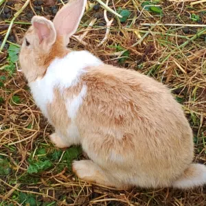 انثايتين وذكر نخب اول