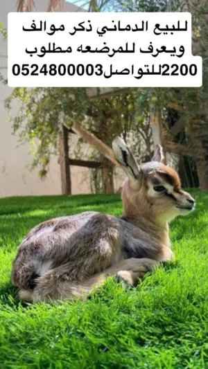 غزال الدماني ذكر العمر اسبوع